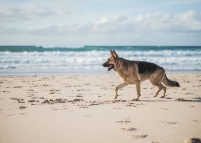 Treino de Cães - Passeio, Exercício Físico, Exposição a Estímulos