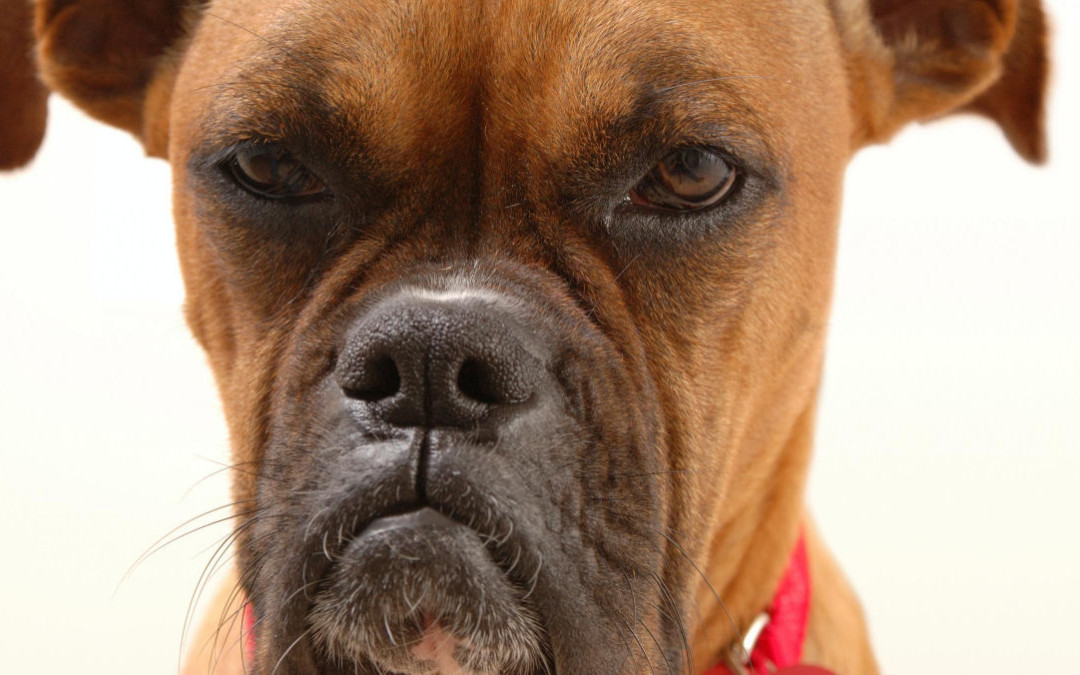 “O meu cão quer dominar-me”