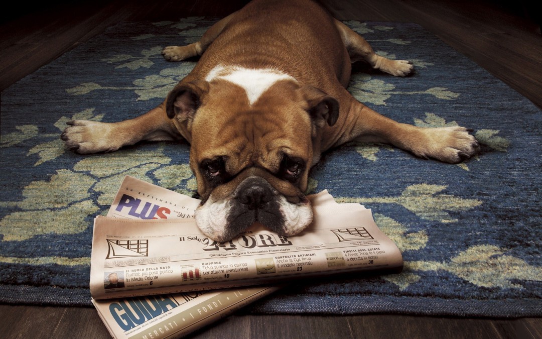 “Quando ele faz xixi em casa eu bato-lhe com o jornal”