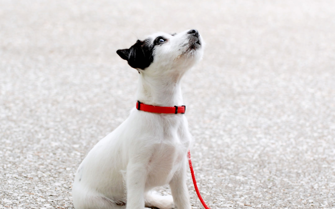 “O meu cão ladra muito”